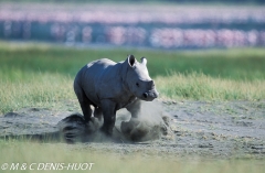 rhinocéros blanc / white rhino