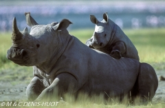 rhinocéros blanc / white rhino