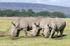 rhinocéros blanc / white rhino