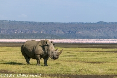 rhinocéros blanc / white rhino