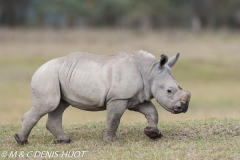 rhinocéros blanc / white rhino