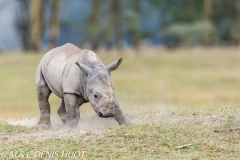 rhinocéros blanc / white rhino