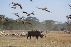 rhinocéros blanc / white rhino