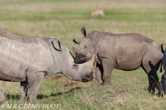 rhinocéros blanc / white rhino