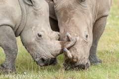 rhinocéros blanc / white rhino