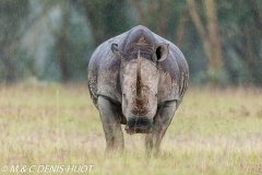 rhinocéros blanc / white rhino