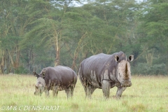 rhinocéros blanc / white rhino