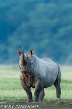 rhinocéros noir / black rhino