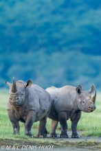 rhinocéros noir / black rhino