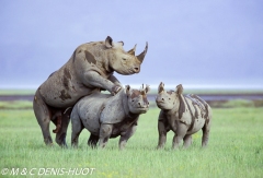 rhinocéros noir / black rhino