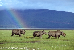 rhinocéros noir / black rhino