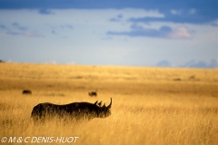 rhinocéros noir / black rhino