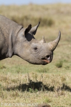 rhinocéros noir / black rhino