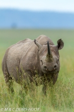 rhinocéros noir / black rhino