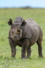 rhinocéros noir / black rhino