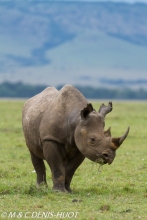 rhinocéros noir / black rhino