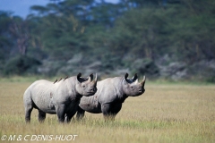 rhinocéros noir / black rhino