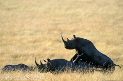 rhinocéros noir / black rhino