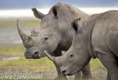 rhinocéros blanc / white rhino