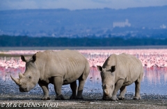 rhinocéros blanc / white rhino