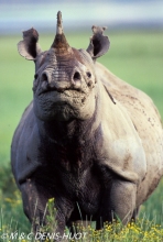 rhinocéros noir / black rhino