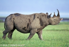 rhinocéros noir / black rhino