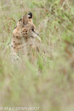 serval