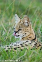 serval