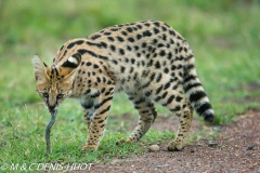 serval