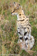 serval