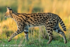 serval