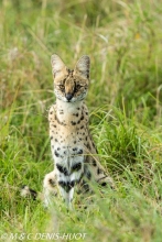 serval