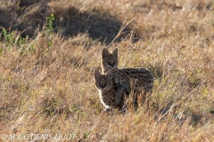 serval