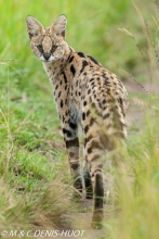 serval