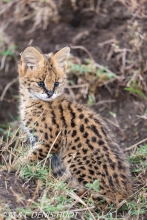 serval