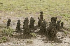 termitière / termite hill