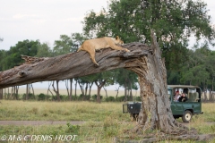 safari / Kenya