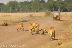 safari / Kenya