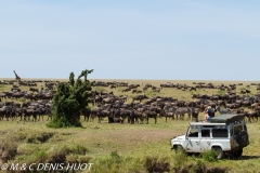 safari / Kenya