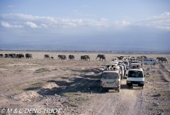 safari / Kenya