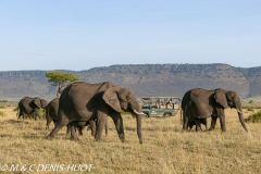 safari / Kenya