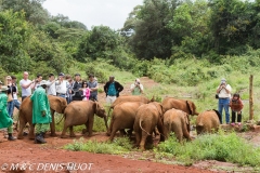 orphelinat des éléphants / elephant orphanage