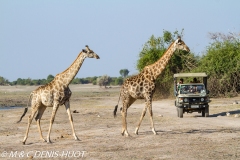 safari / Botswana