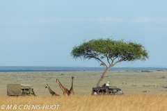 safari / Kenya