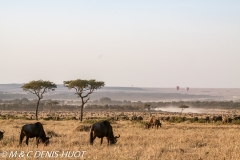 safari en ballon / balloon flight