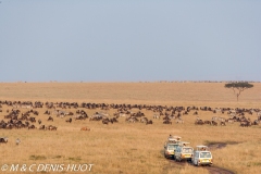 safari / Kenya