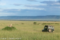 safari / Kenya