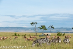 safari / Kenya