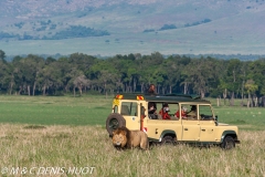 safari / Kenya