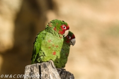 conure mitrée / mitred parakeet